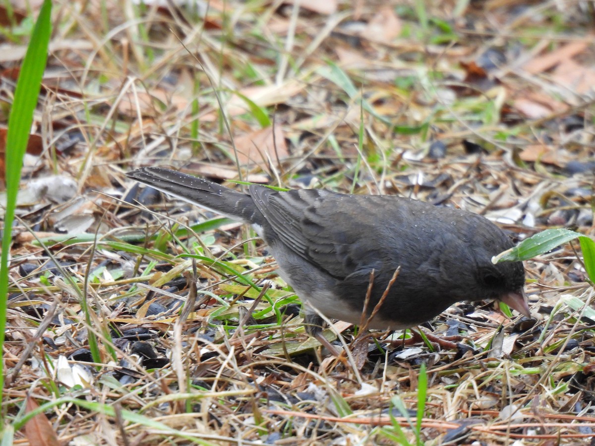 Dark-eyed Junco - ML628088622