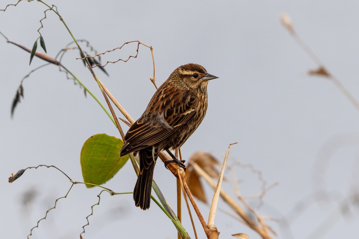 Red-winged Blackbird - ML628088646