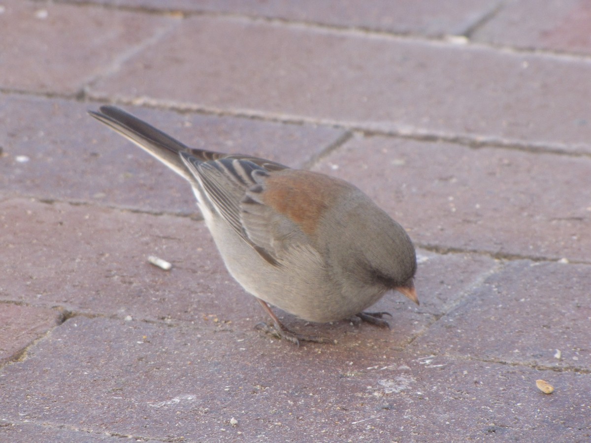 Dark-eyed Junco (Gray-headed) - ML628088679