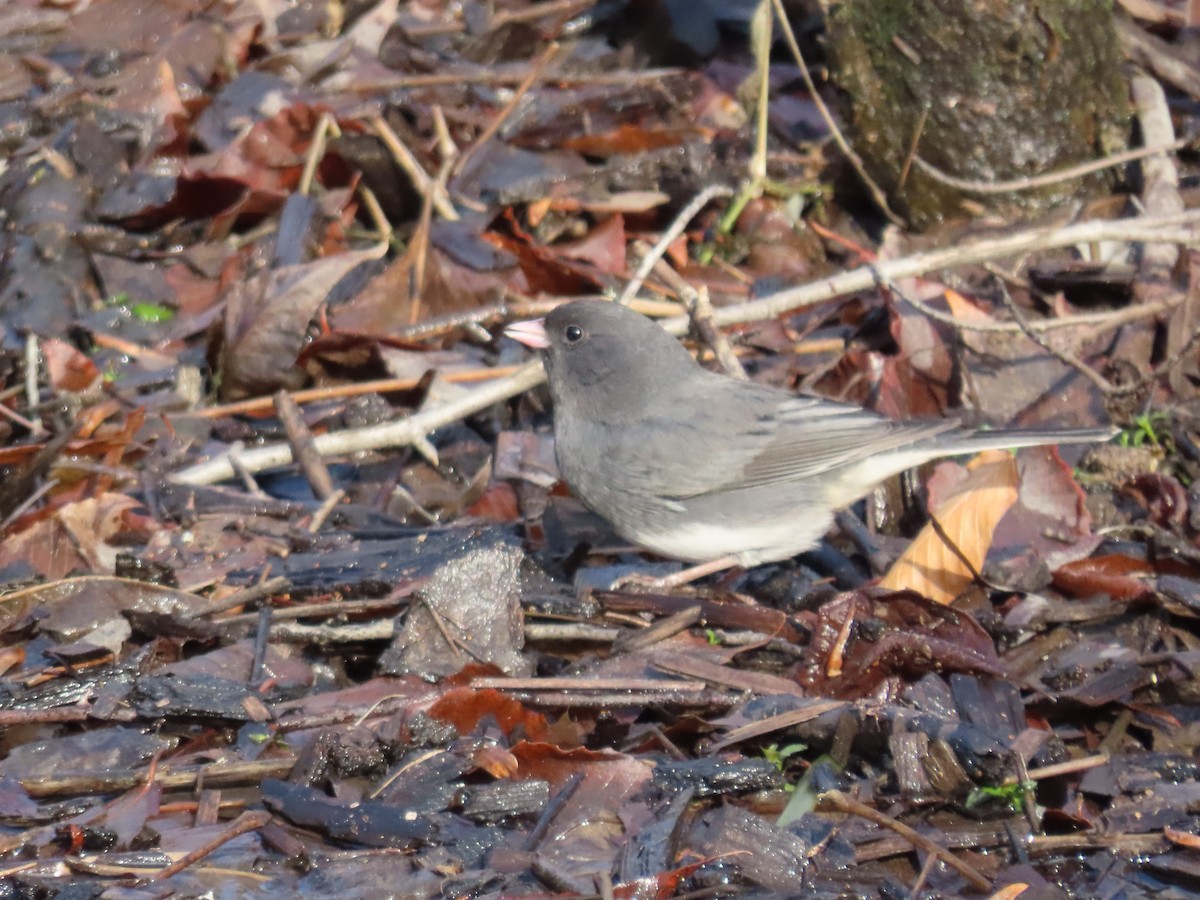 Dark-eyed Junco (Slate-colored) - ML628088714