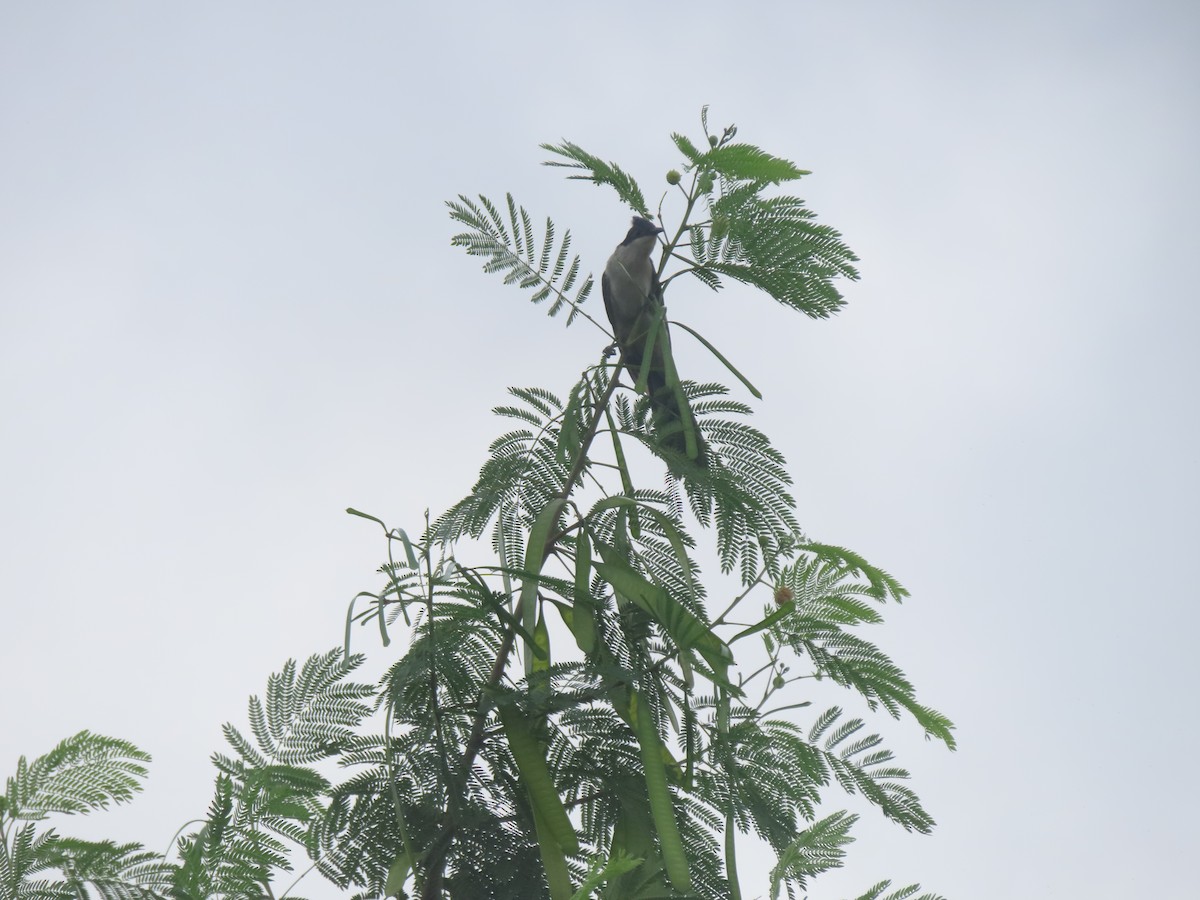 Pied Cuckoo - ML628088755