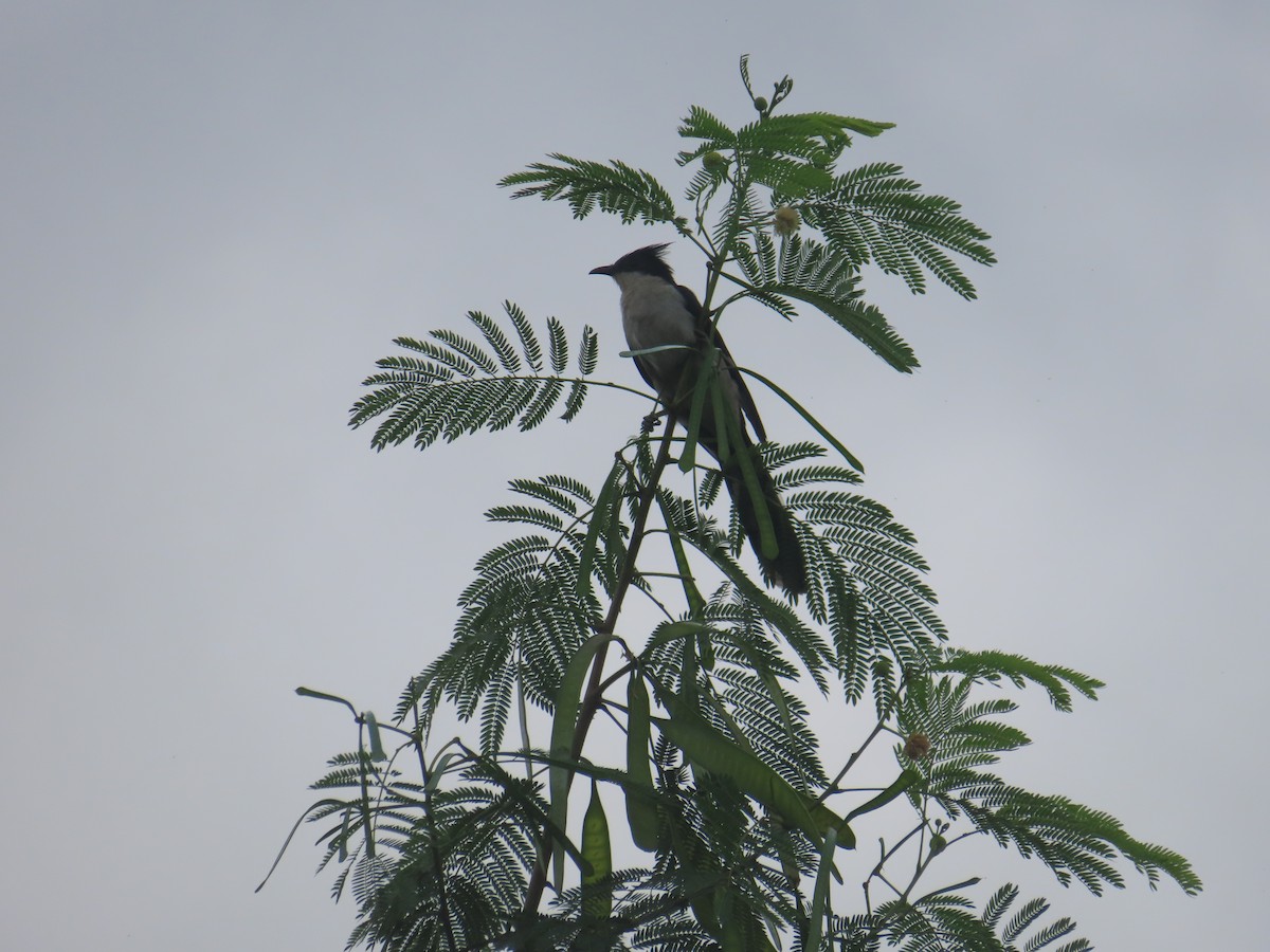 Pied Cuckoo - ML628088756