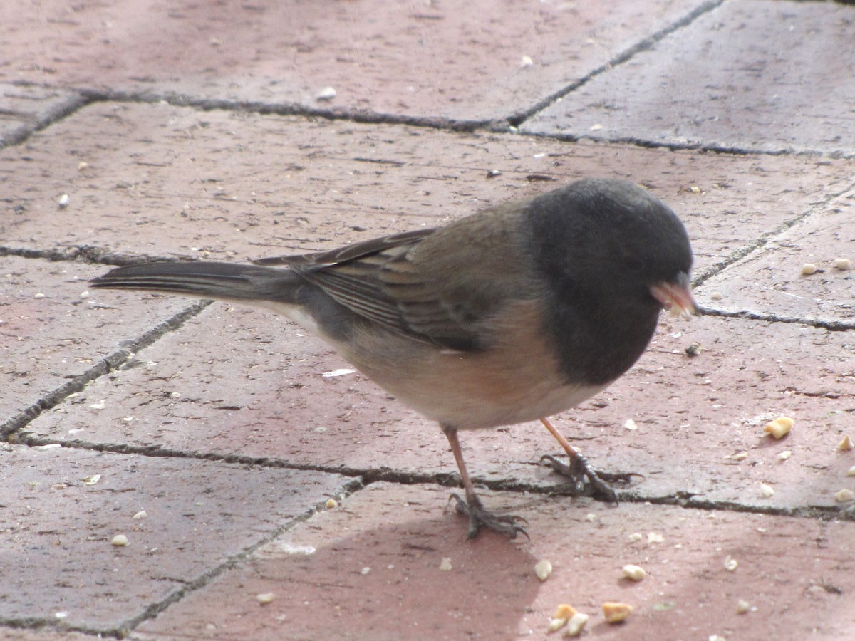 Dark-eyed Junco (Oregon) - ML628088763