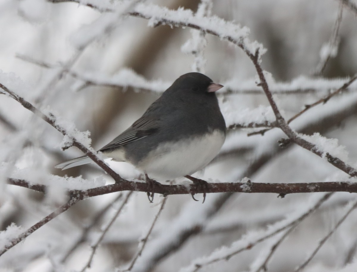 Dark-eyed Junco - ML628088900