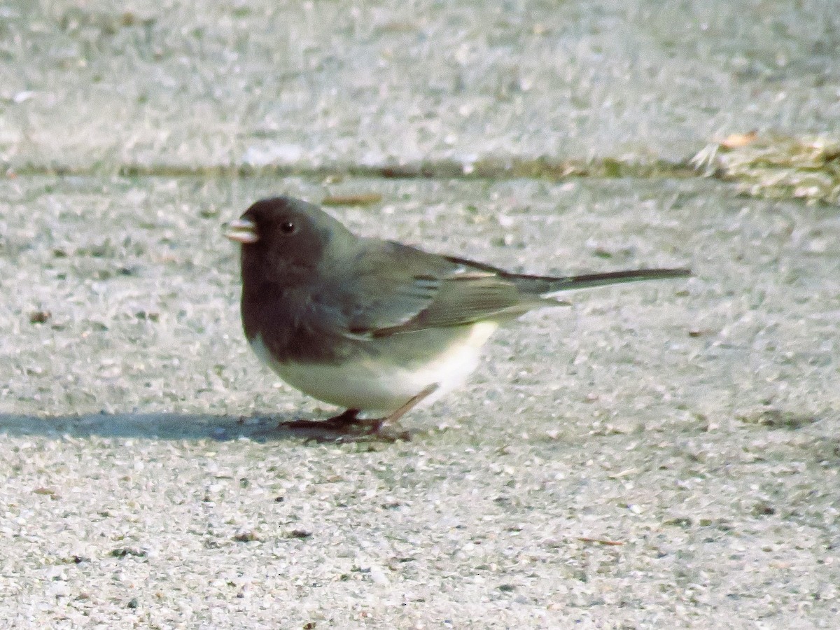 Dark-eyed Junco - ML628088937