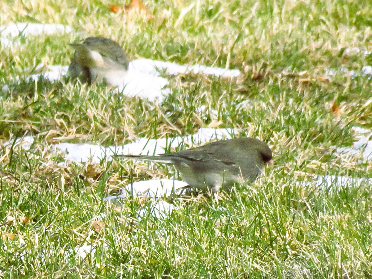 Dark-eyed Junco - ML628088947