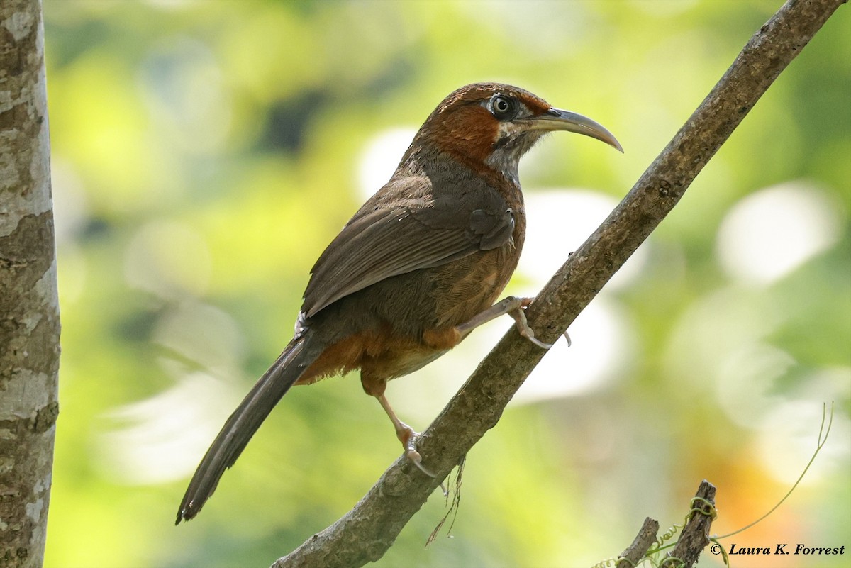 Rusty-cheeked Scimitar-Babbler - ML628088975