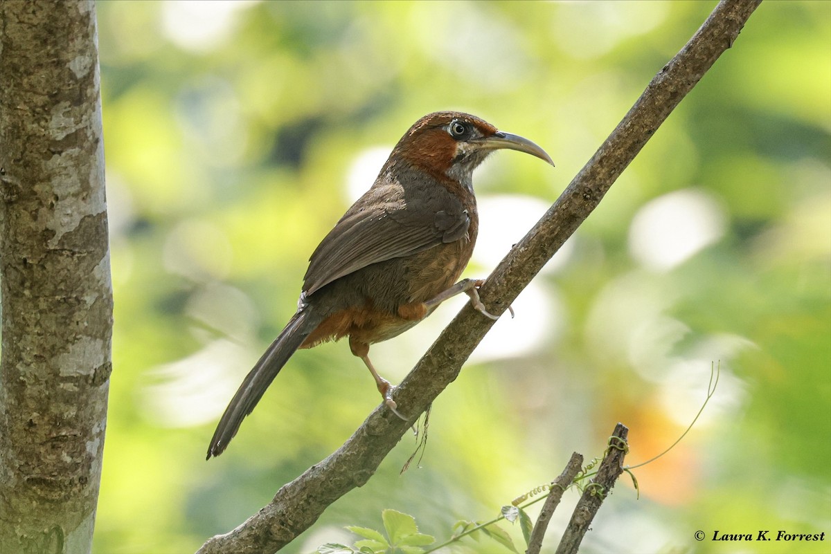 Rusty-cheeked Scimitar-Babbler - ML628088976