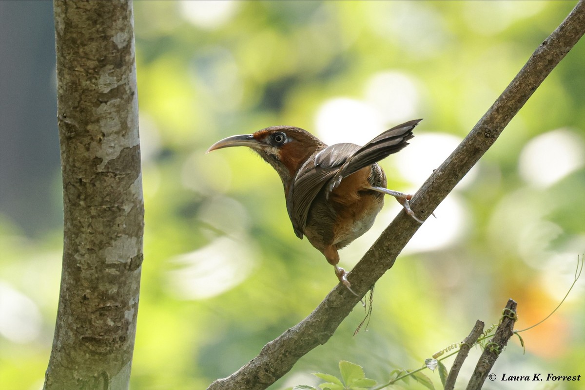 Rusty-cheeked Scimitar-Babbler - ML628088977