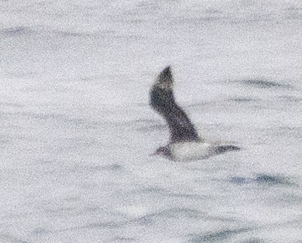 Parasitic/Pomarine Jaeger - ML628088990