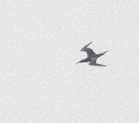 Northern Gannet - ML628088992