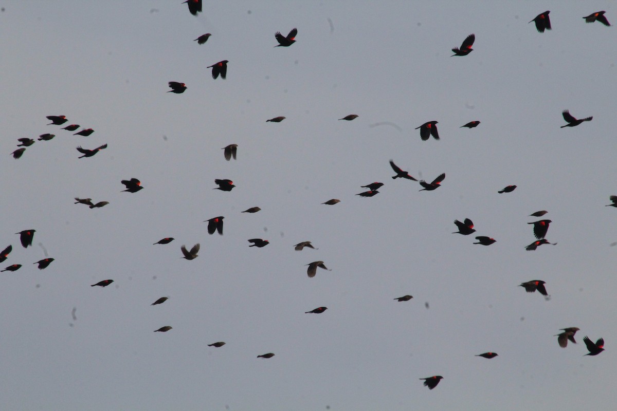 Red-winged Blackbird - ML628089068