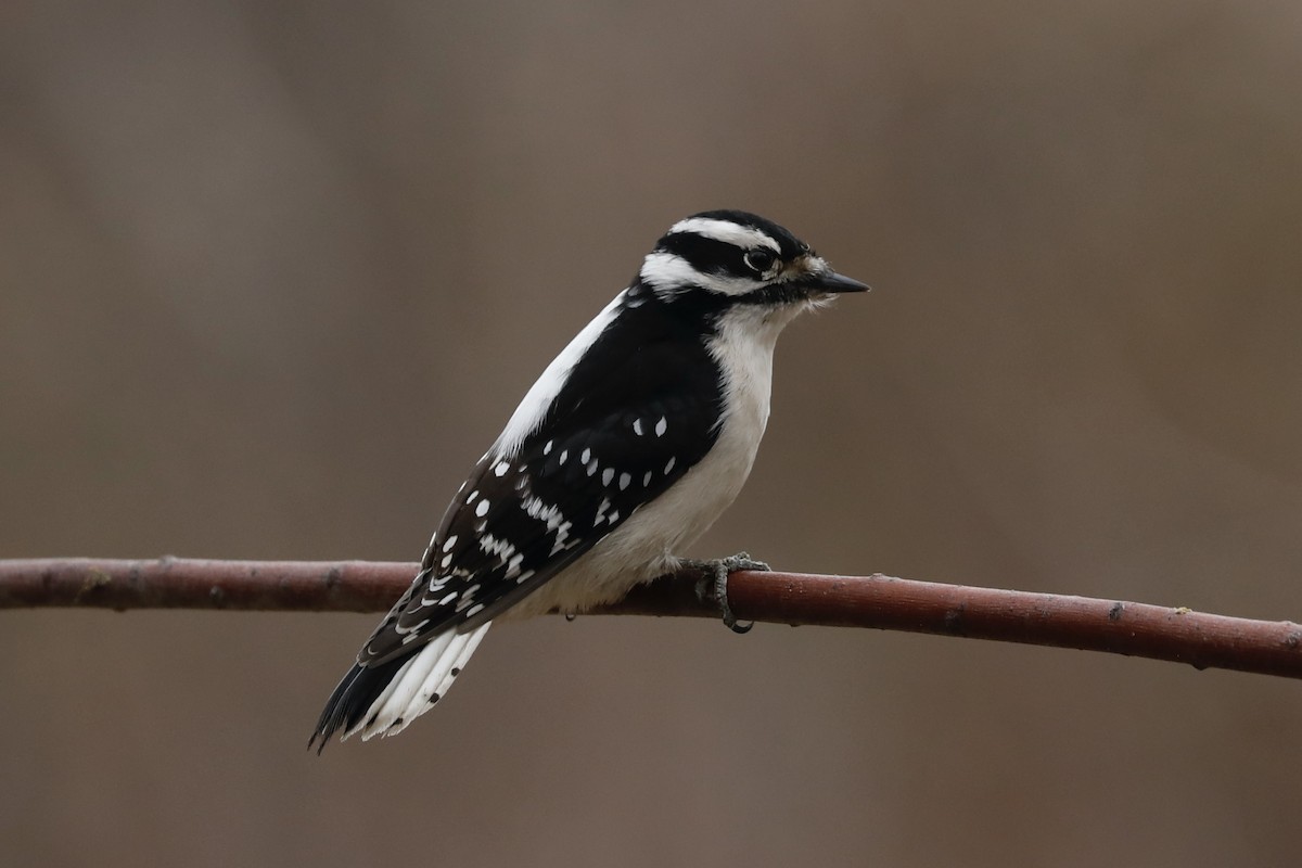 Downy Woodpecker - ML628089229