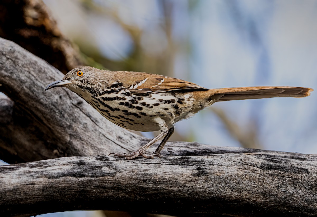 Long-billed Thrasher - ML628089285
