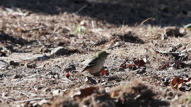 Bay-breasted Warbler - ML628089339