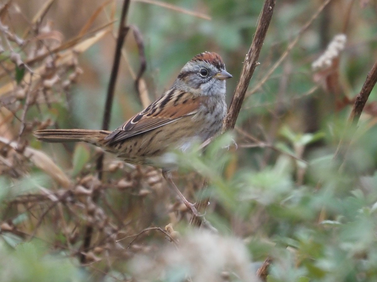 Swamp Sparrow - ML628089453