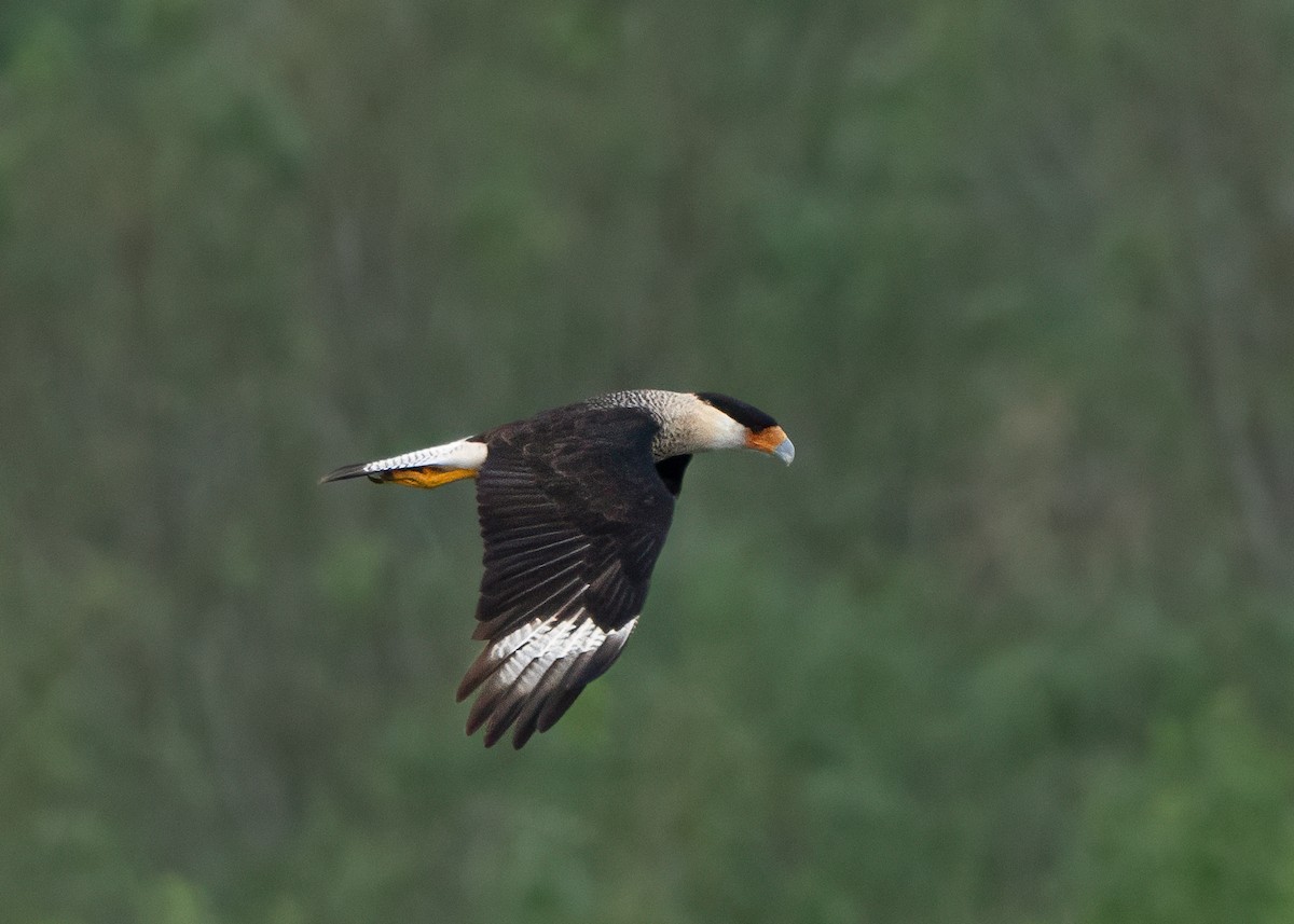 Crested Caracara - ML628089464