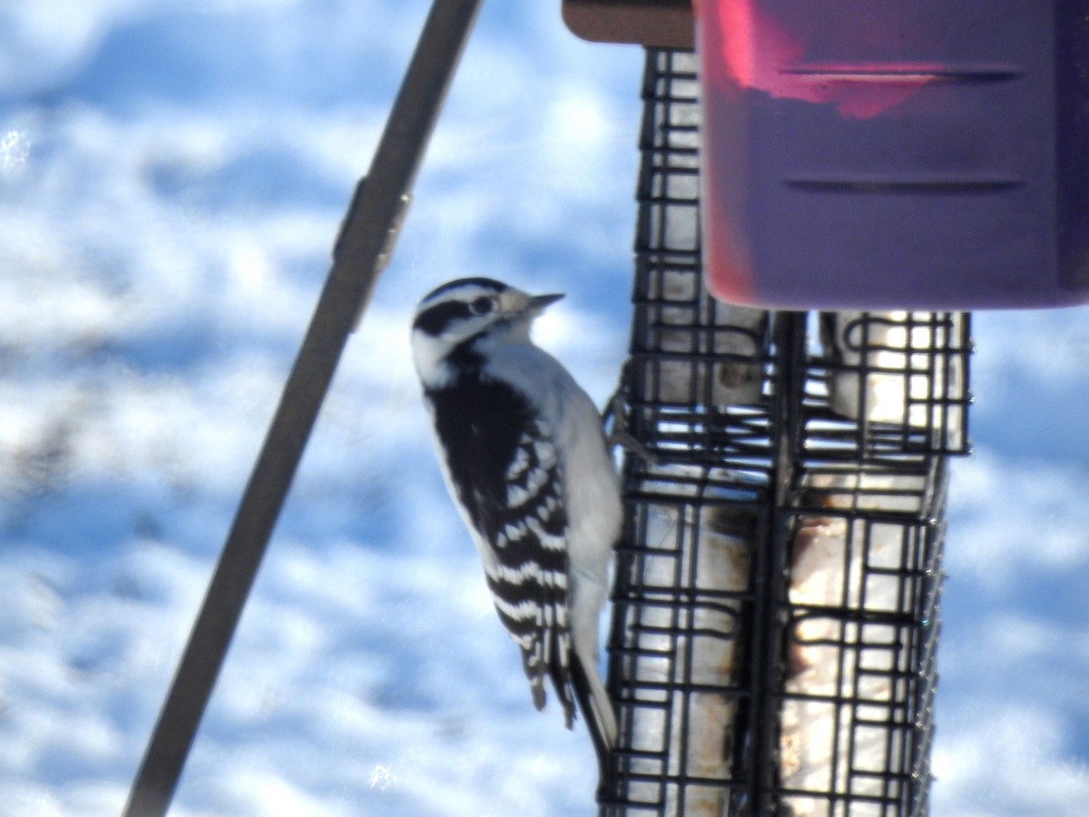 Downy Woodpecker - ML628089508