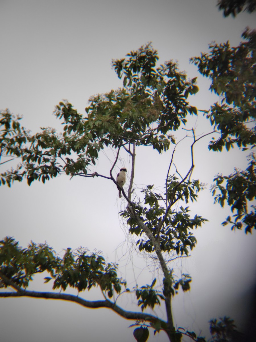 Laughing Falcon - ML628089516