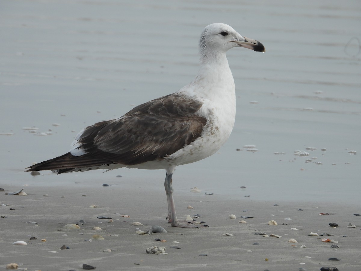 ml628089570-kelp-gull-macaulay-library
