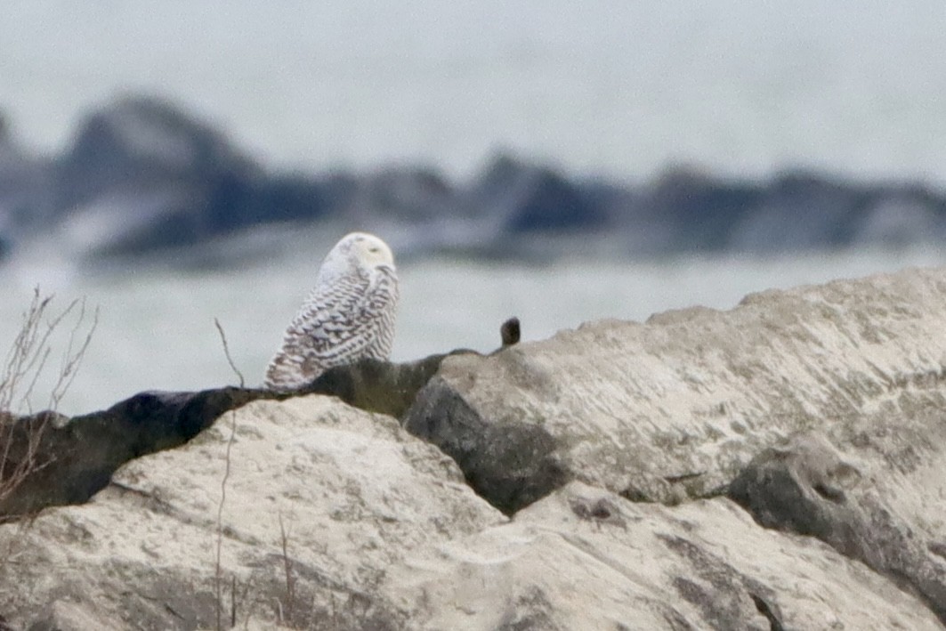 Snowy Owl - ML628089707