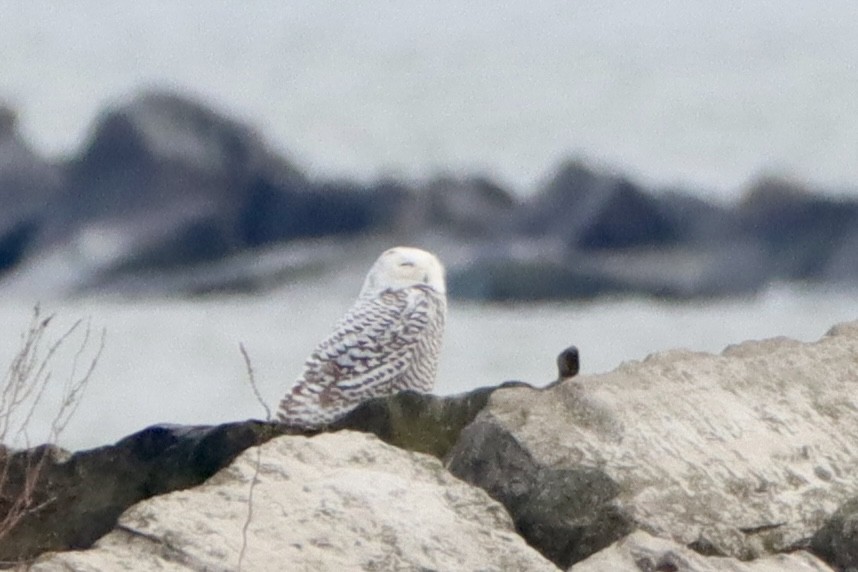 Snowy Owl - ML628089708