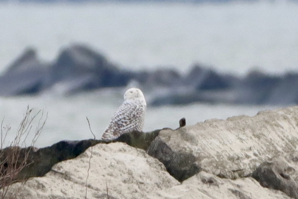 Snowy Owl - ML628089709