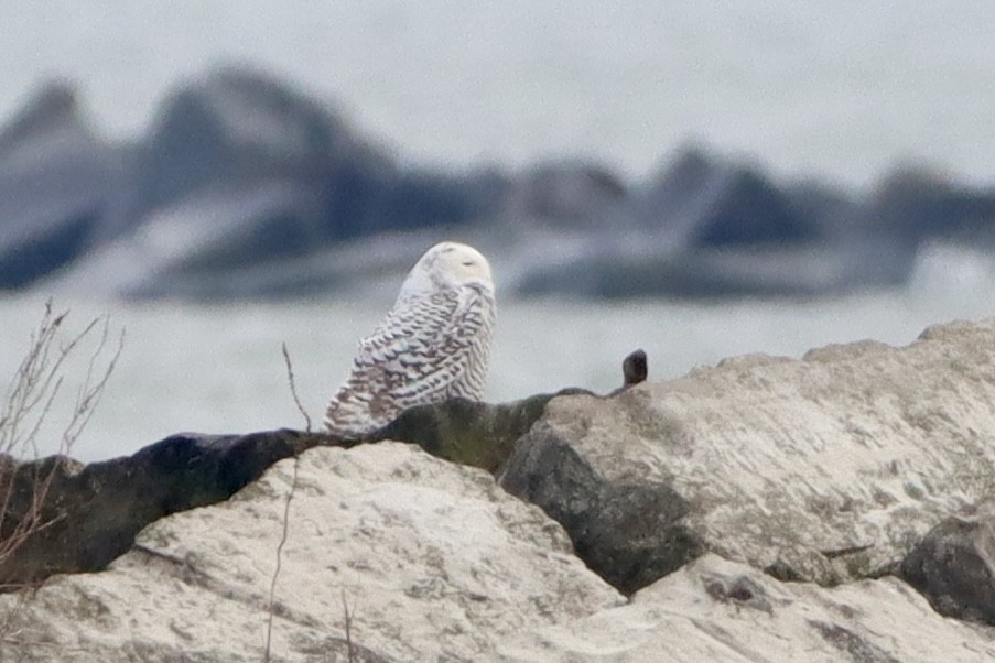 Snowy Owl - ML628089710