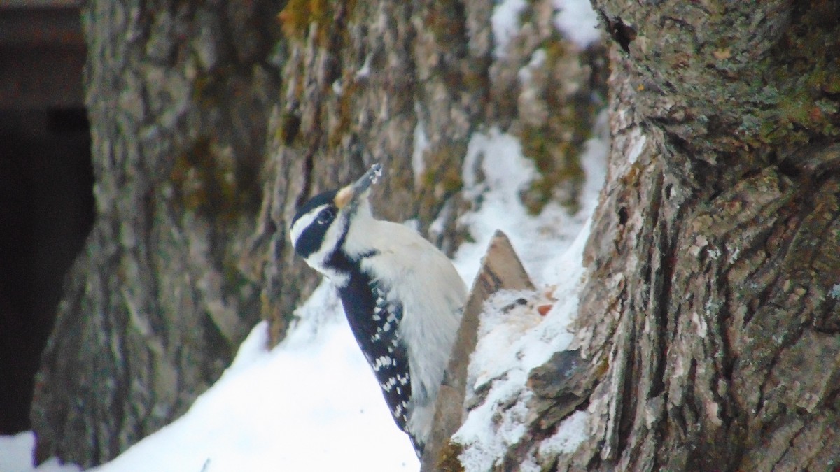 Hairy Woodpecker - ML628089794