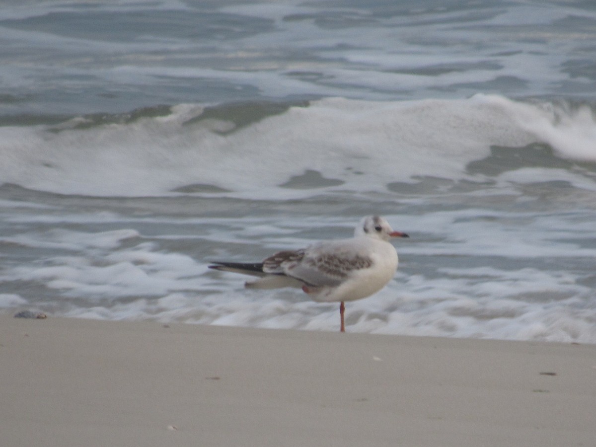 Gaviota Reidora - ML628089858