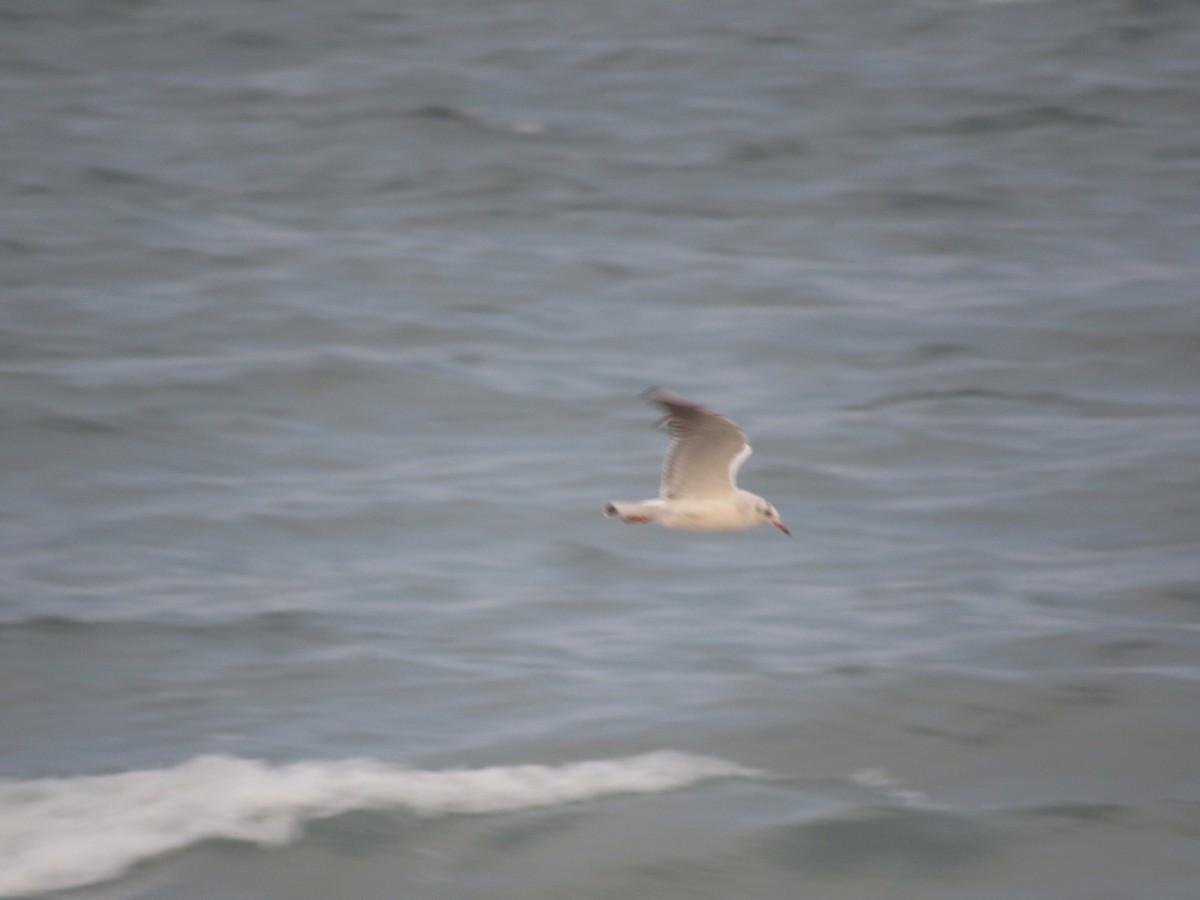 Gaviota Reidora - ML628089859