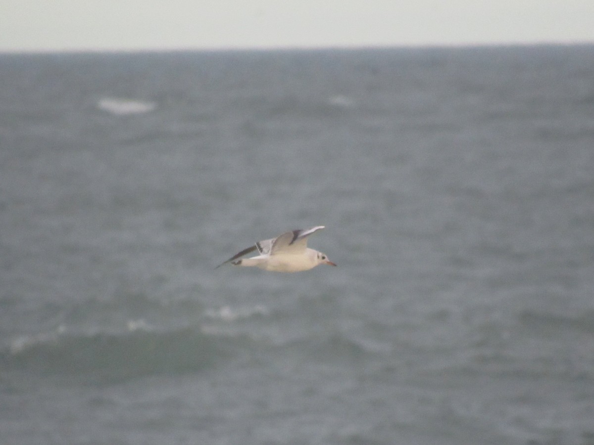 Gaviota Reidora - ML628089860