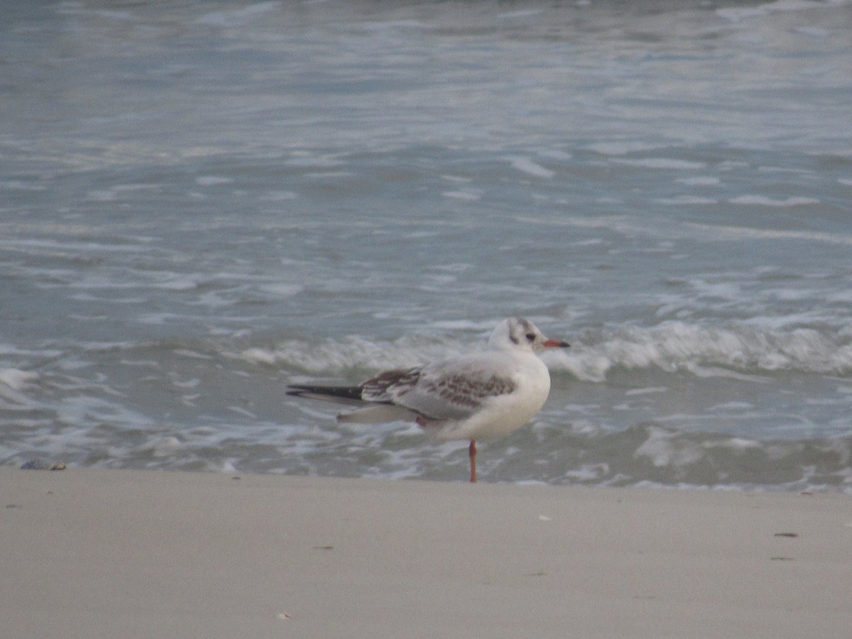 Gaviota Reidora - ML628089861