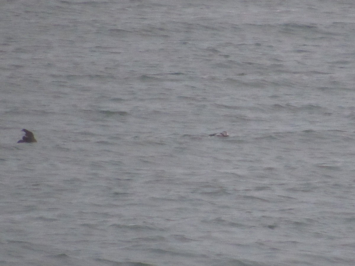 Long-tailed Duck - ML628089871