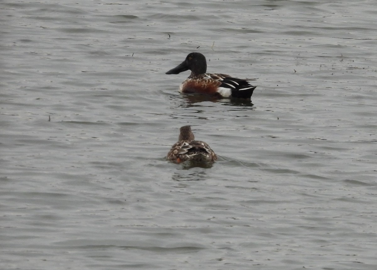 Northern Shoveler - ML628089941