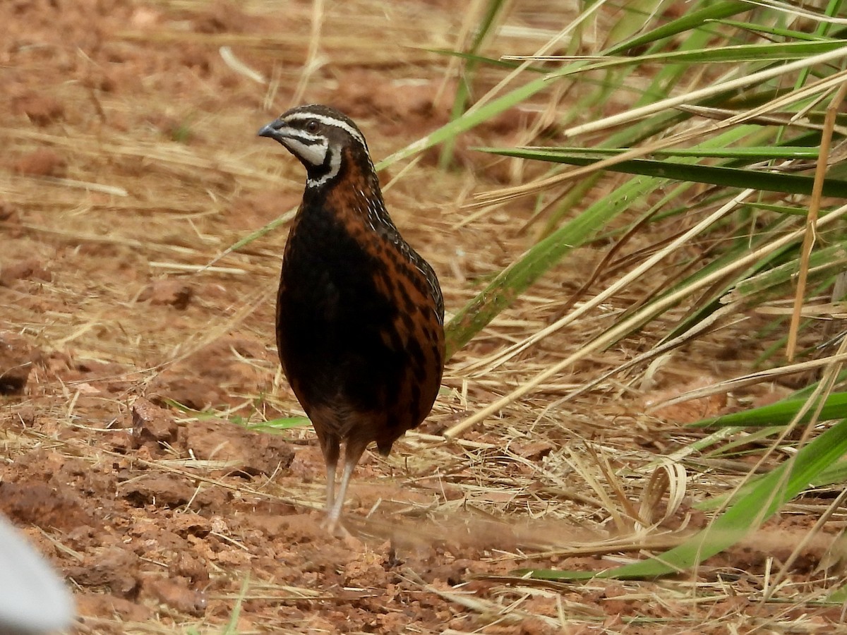 Harlequin Quail - ML628089951