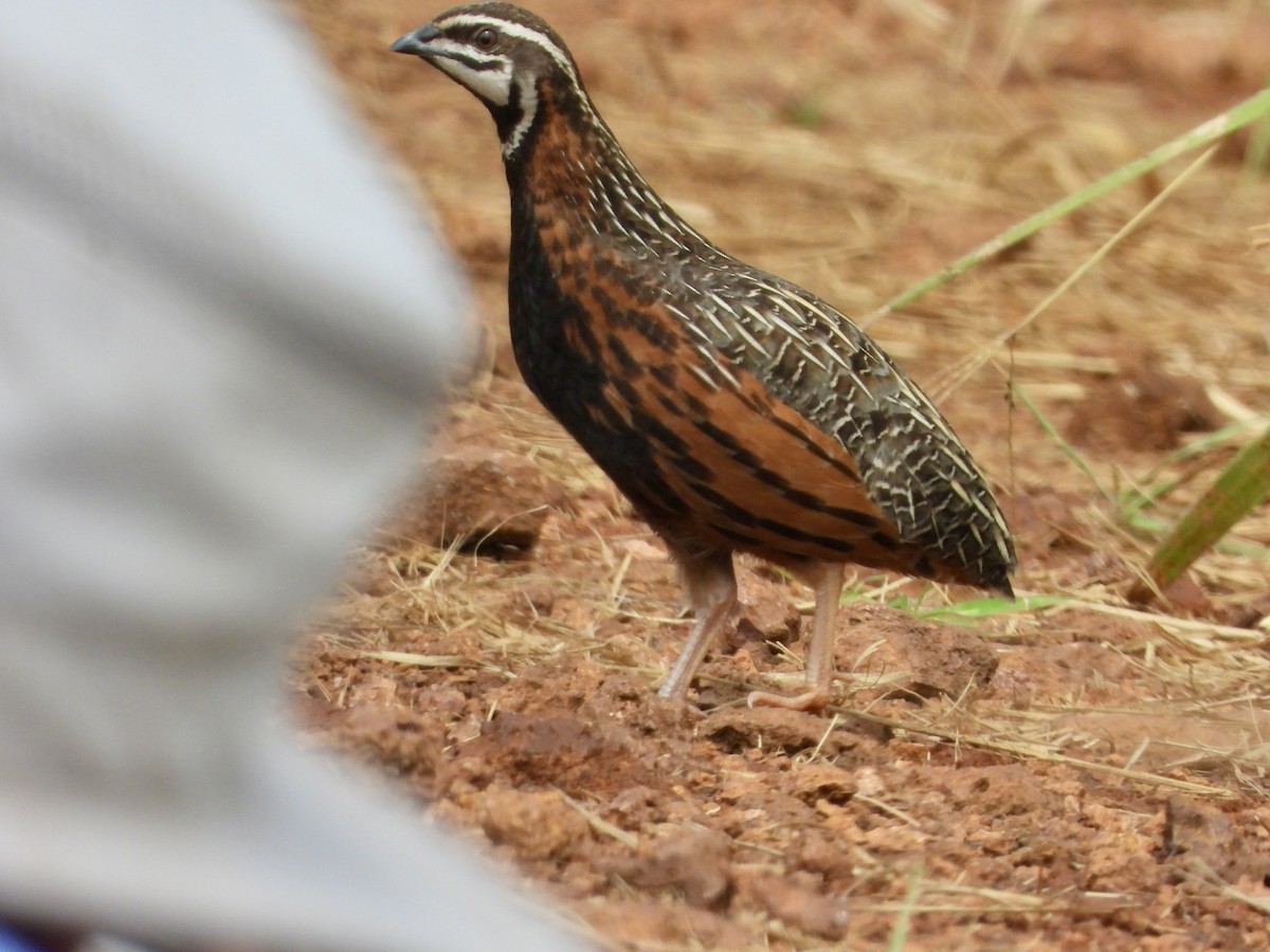 Harlequin Quail - ML628089952