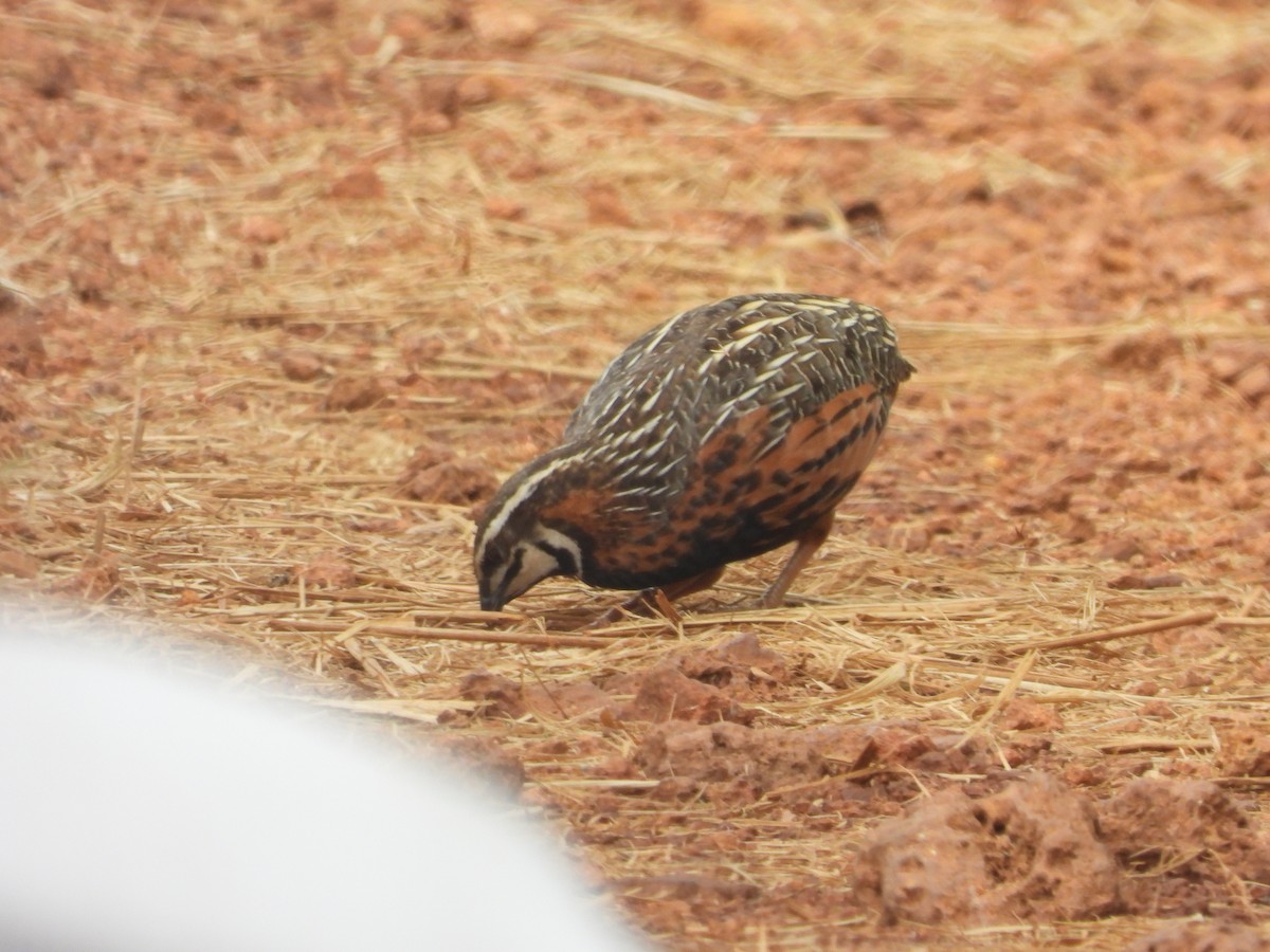 Harlequin Quail - ML628089953