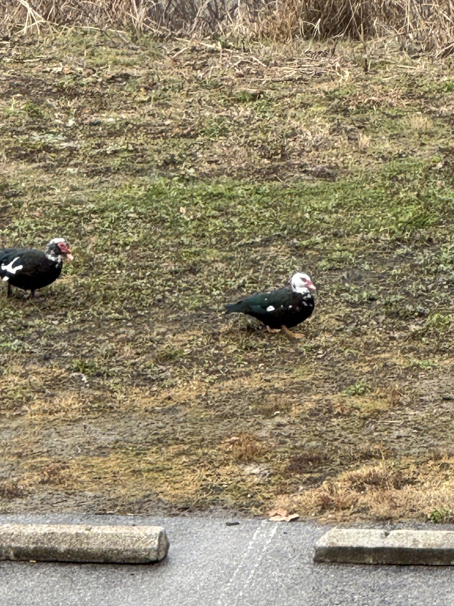 Muscovy Duck (Domestic type) - ML628090006