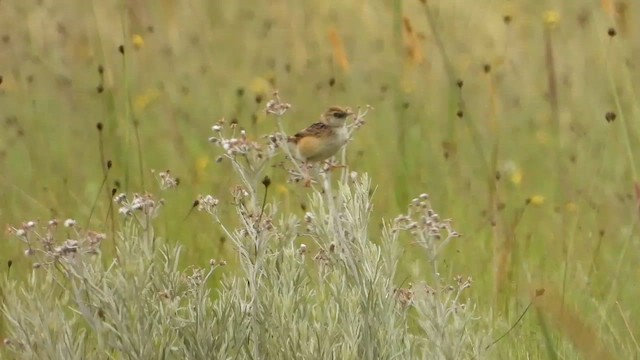 Wing-snapping Cisticola - ML628090028