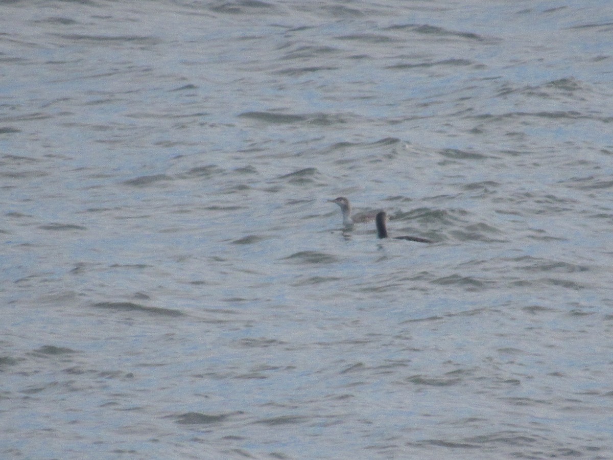 Sterntaucher - ML628090042