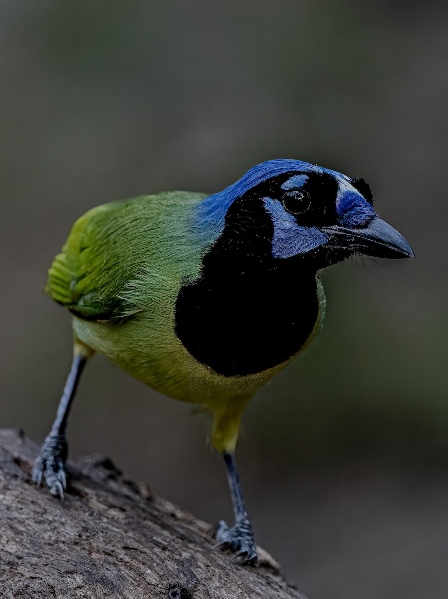 Green Jay - ML628090056