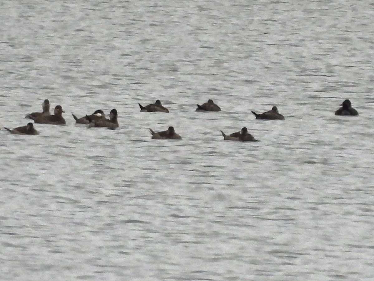 Ruddy Duck - ML628090075