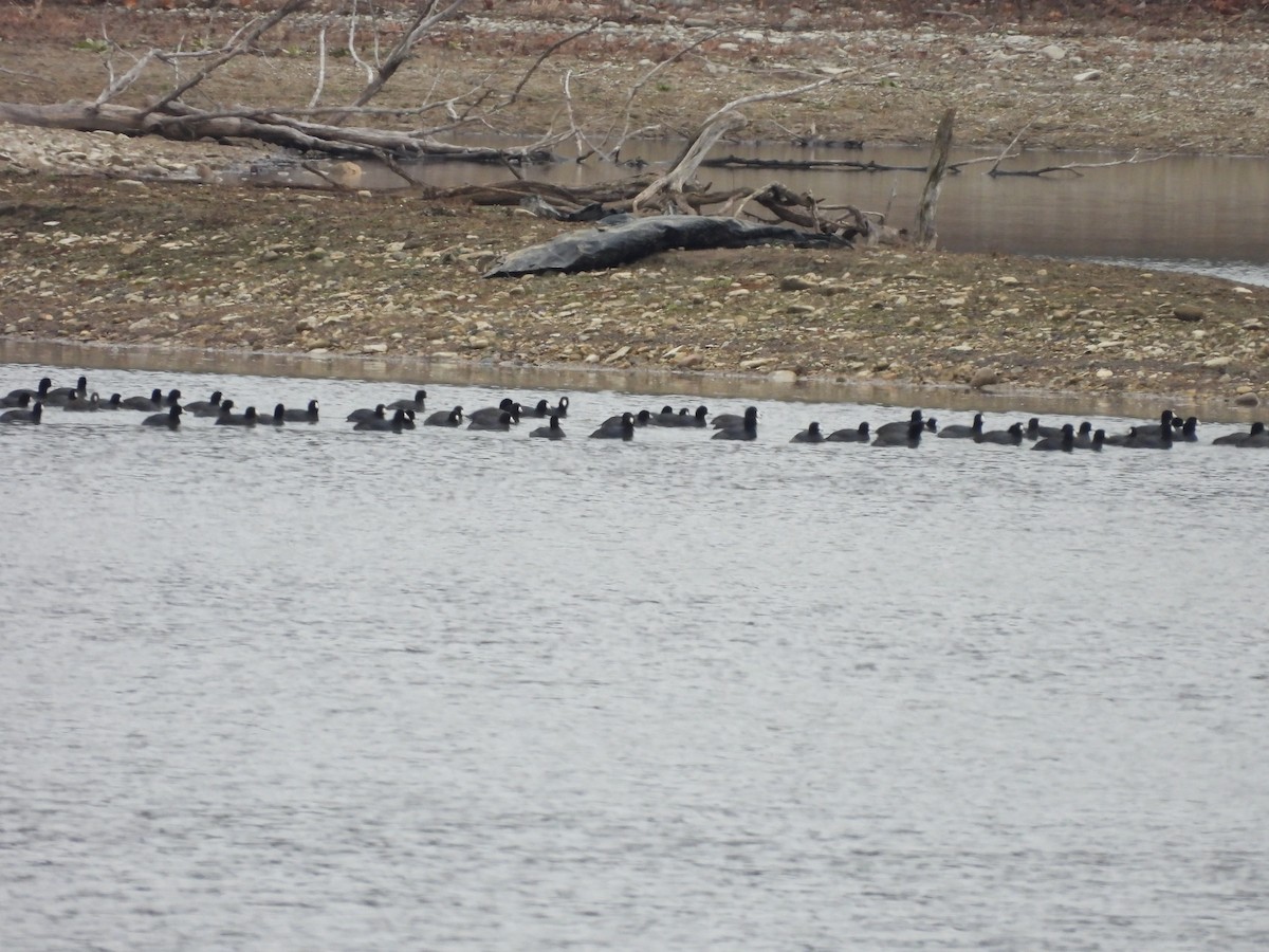 American Coot - ML628090093