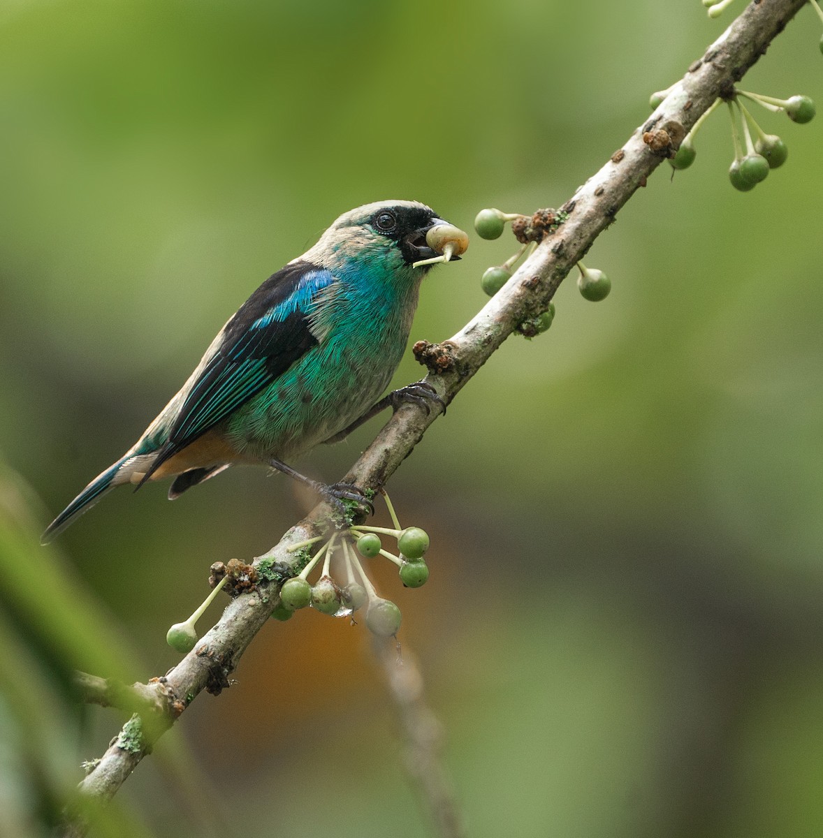 Metallic-green Tanager - ML628090098