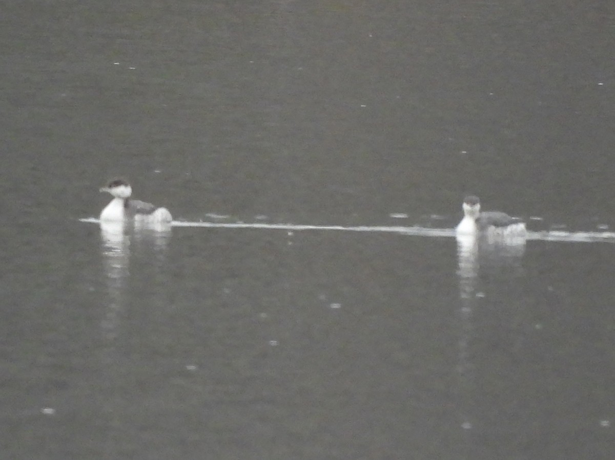 Horned Grebe - ML628090104