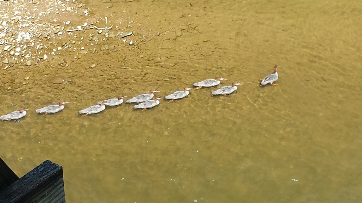 Common Merganser - Susan Brauning