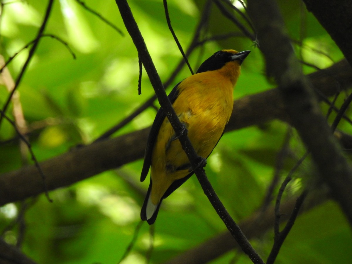 Violaceous Euphonia - ML628090119