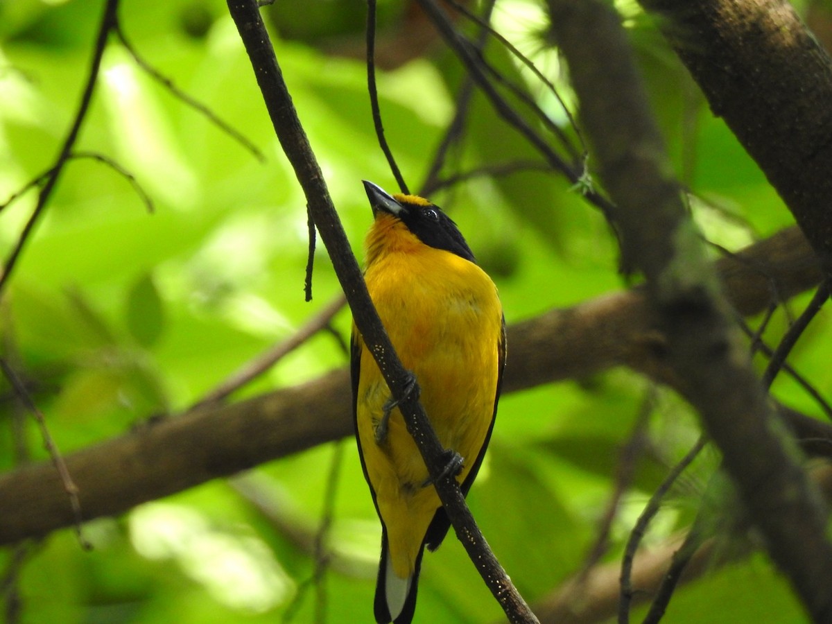 Violaceous Euphonia - ML628090120