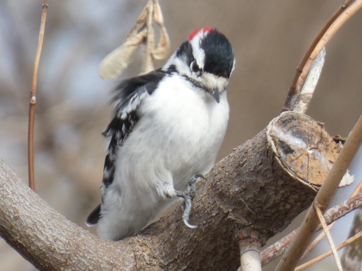 Downy Woodpecker - ML628090141